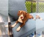 Small Boglen Terrier