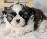 Small Photo #34 Shih Tzu Puppy For Sale in GOSHEN, IN, USA
