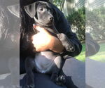 Small #14 Labrador Retriever