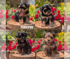 Yorkipoo Puppy for sale in GOSHEN, IN, USA