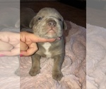 Small Photo #20 American Bully Puppy For Sale in CONCORD, CA, USA