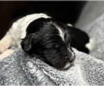 Small Photo #15 Goldendoodle Puppy For Sale in HOWARD CITY, MI, USA