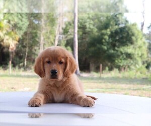 Golden Retriever Puppy for Sale in KENDALL, Florida USA