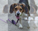 Small #5 Beagle
