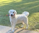 Small Photo #1 Gollie Puppy For Sale in SANTA ROSA BEACH, FL, USA