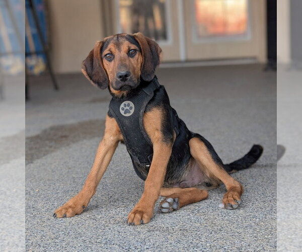 Medium Photo #3 Mutt Puppy For Sale in Vail, AZ, USA