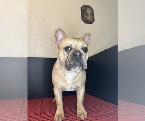 French Bulldog Puppy for sale in VALLEJO, CA, USA