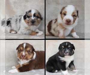 Miniature Australian Shepherd Litter for sale in UKIAH, CA, USA