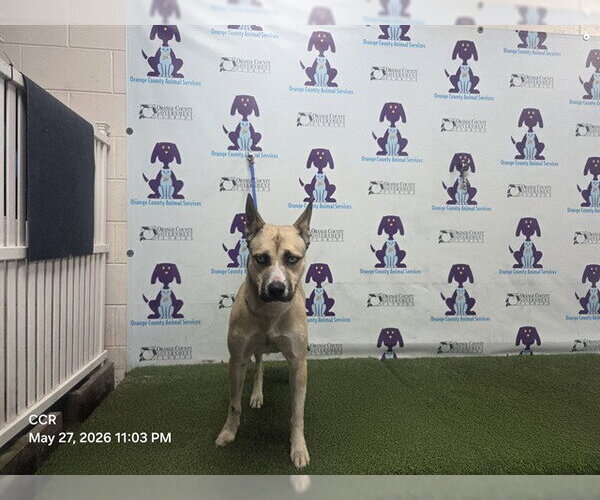 Medium Photo #1 Black Mouth Cur-Siberian Husky Mix Puppy For Sale in Orlando, FL, USA