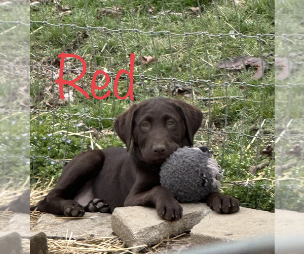 Medium Photo #9 Labrador Retriever Puppy For Sale in PORTSMOUTH, OH, USA