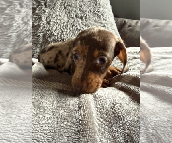 Medium Photo #11 Dachshund Puppy For Sale in JOHNSTON, RI, USA