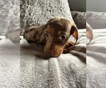 Small Photo #11 Dachshund Puppy For Sale in JOHNSTON, RI, USA