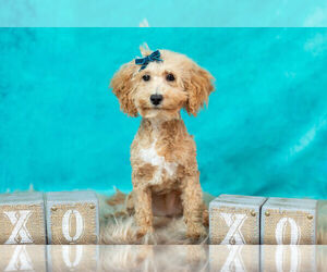 Medium Maltipoo