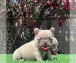 Small Photo #4 French Bulldog Puppy For Sale in BROADWAY MANCHESTER, CA, USA