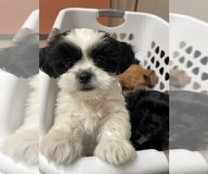 Shorkie Tzu Puppy for sale in COLORADO SPRINGS, CO, USA