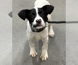 Parson Russell Terrier-Unknown Mix Dogs for adoption in Forestville, MD, USA
