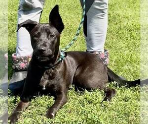 Mutt Dogs for adoption in Abbeville, LA, USA