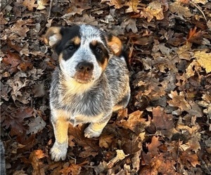 Medium Australian Cattle Dog