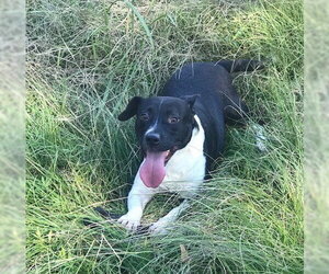 Mickey Mouse - Male - Mix Dog for Adoption - Photo #3