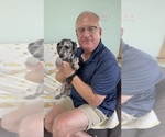 Small Photo #1 Cavapoo (Miniature) Puppy For Sale in GILBERTSVILLE, PA, USA