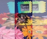 Small #23 Yorkshire Terrier