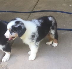 Australian Shepherd Puppy for sale in VICKSBURG, MS, USA