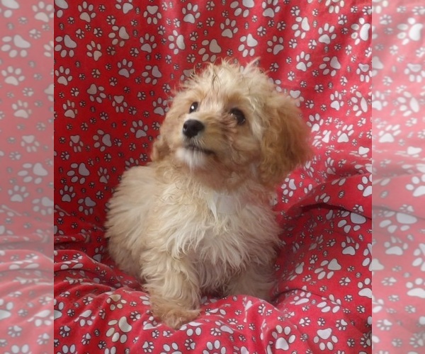 Medium Photo #3 Cavachon Puppy For Sale in PATERSON, NJ, USA