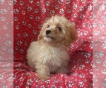 Small #2 Cavachon