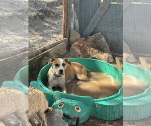 Ozzy - Male Boxer-Staffordshire Bull Terrier Mix Dog for Adoption - Photo #4
