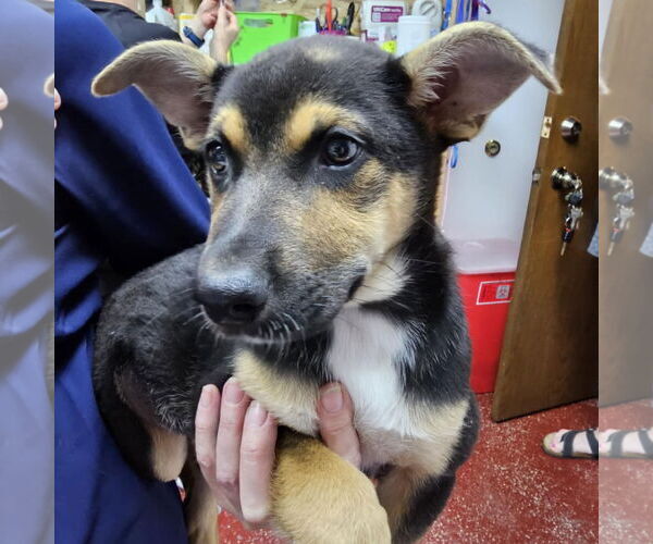 Medium Photo #1 Mutt Puppy For Sale in Fargo, ND, USA