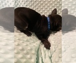 Small Photo #13 French Bulldog Puppy For Sale in HOPKINSVILLE, KY, USA