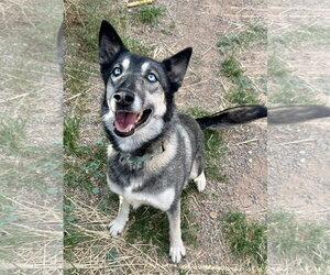 Shadow - Female Gerberian Shepsky Dog for Adoption - Photo #5
