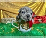 Small Photo #55 French Bulldog Puppy For Sale in HAYWARD, CA, USA