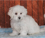 Small Photo #1 Maltichon Puppy For Sale in PENNS CREEK, PA, USA