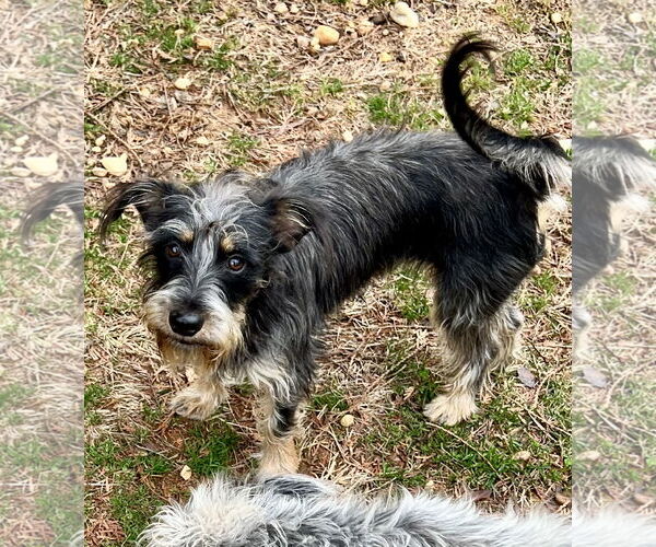 Medium Photo #2 Mutt Puppy For Sale in Lakemont, GA, USA