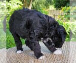 Small #4 F2 Aussiedoodle
