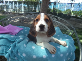 Beagle Puppy for sale in FRESNO, CA, USA