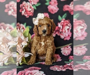 Goldendoodle (Miniature) Puppy for sale in GLEN ROCK, PA, USA