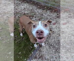 Small Photo #5 American Staffordshire Terrier-Unknown Mix Puppy For Sale in Calhoun, GA, USA