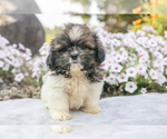 Puppy Juliana Shih Tzu