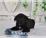 MAC - Male Texas Heeler-Unknown Mix Dog for Adoption - Small photo