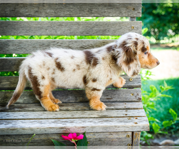 Medium Photo #9 Dachshund Puppy For Sale in WAKARUSA, IN, USA