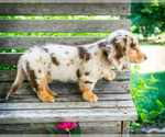 Small #8 Dachshund