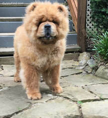 Father of the Chow Chow puppies born on 01/02/2019