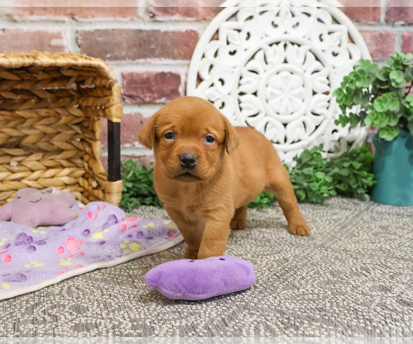 Medium Photo #6 Labrador Retriever Puppy For Sale in SYRACUSE, IN, USA