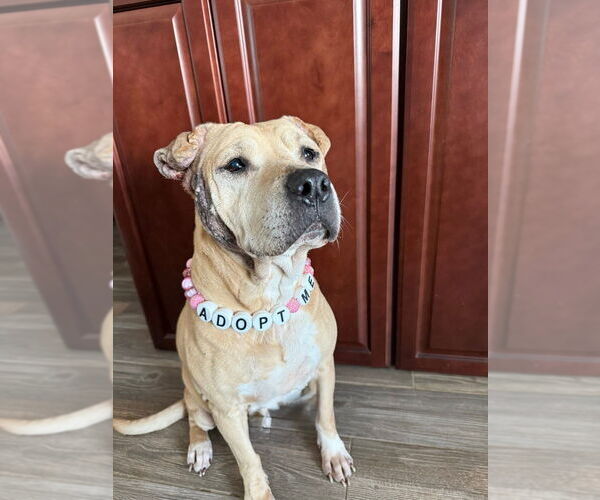 Medium Photo #7 Mutt Puppy For Sale in Evansville, IN, USA