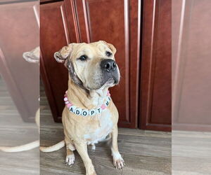 Frieda - Female Mutt Dog for Adoption - Photo #7