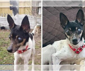 Pepe - In a Foster Home! - Male Mutt Dog for Adoption - Photo #2