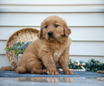 Puppy Mason Golden Retriever