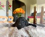 Small Photo #10 Mastiff-Poodle (Standard) Mix Puppy For Sale in GALT, CA, USA